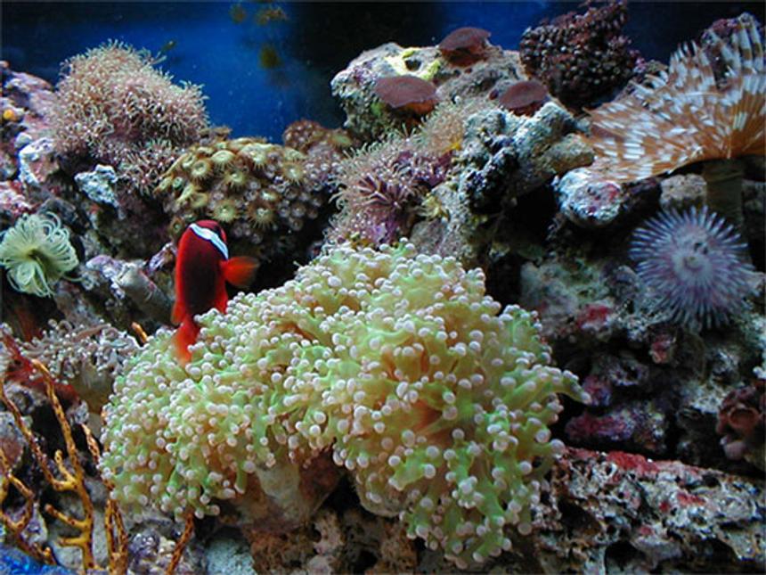 Rated #466: Reef Tank - 100 gallons ,10k invested,with 8 96watts power compact light,2 skimmers,2 404 fluval,4 power heads. at least 60 corals,with 8 fishes,clams,sea urchins