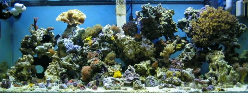 Rated #641: Reef Tank - 36 gallon corner bowfront:canister filter;powersweep powerhead;87 watt power compacts;2-20 watt flourescents;and no skimmer........about 75 lbs. of live rock...corals include 7 different colors of mushrooms including two different colors of elephant ears,5 colors of ricordia,27 different colored colonies of zoo's,1 sarcophyton,2 hammerheads,1 fogspawn,1 blostemus merlotti,yellow polyps,star polyps, 10 inch slipper, derasa clam,assorted snails and crabs,black clown,2 damsels, it's about 5 months old