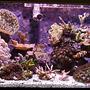 reef tank (mostly live coral and fish) - 20g SPS Nano Reef