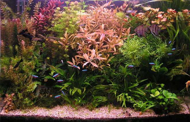 planted tank (mostly live plants and fish)
