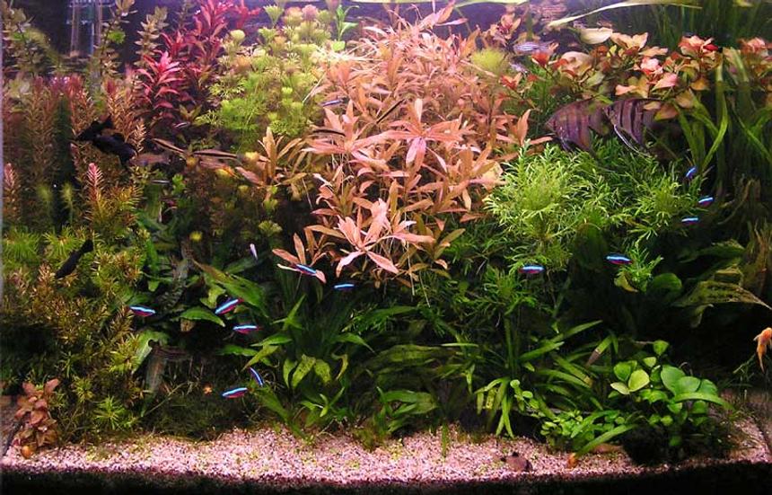 Rated #285: Planted Tank