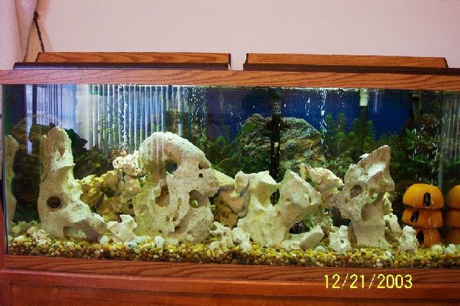 55 gallons freshwater fish tank (mostly fish and non-living decorations) - 55 gallon Tang Tank