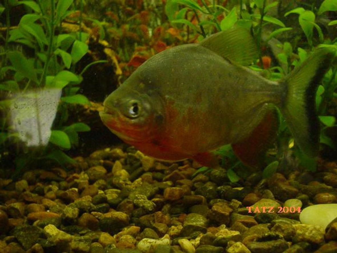 freshwater fish - pygocentrus nattereri - redbellied pirhana - I have 4 freshwater tanks and one brackish, 55g,35g,20g,10g and a betta tank. Love them all