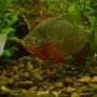 freshwater fish - pygocentrus nattereri - redbellied pirhana - I have 4 freshwater tanks and one brackish, 55g,35g,20g,10g and a betta tank. Love them all