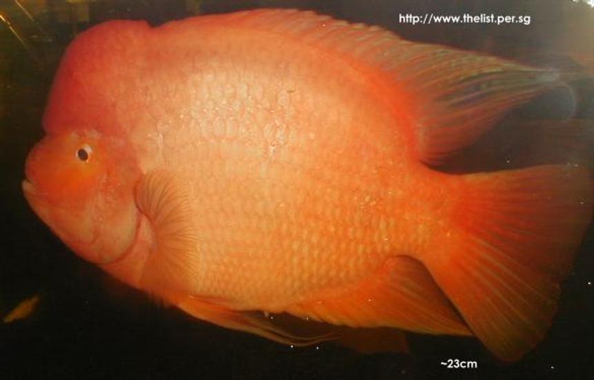 Rated #1895: Freshwater Fish - Amphilophus Labiatus - Red Devil