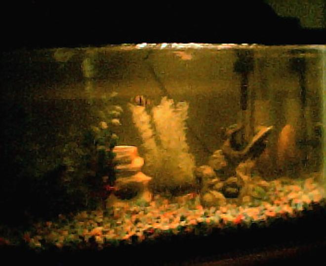 freshwater fish - puntius tetrazona - tiger barb