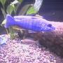freshwater fish - sciaenochromis ahli - electric blue cichlid - This here is Mr Fish!
