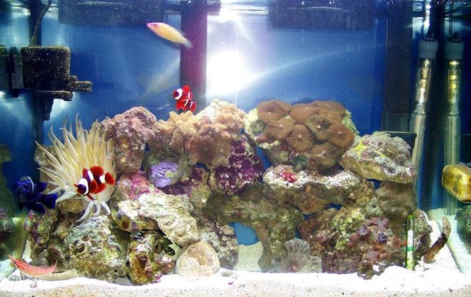 reef tank (mostly live coral and fish)