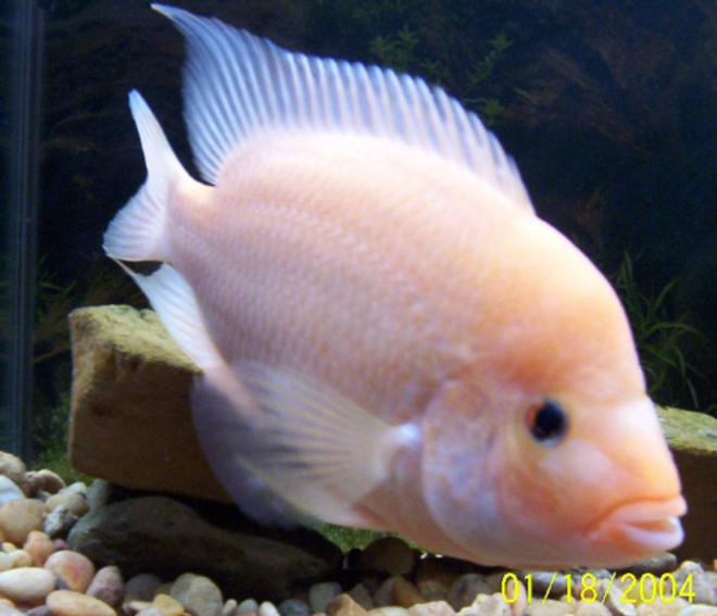 freshwater fish - amphilophus labiatus - red devil