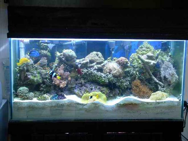 reef tank (mostly live coral and fish) - 90gal reef ready tank with 180 pounds of live rock 7" deep sand bed
