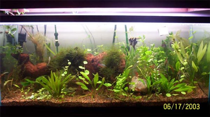 Rated #1599: Planted Tank - 75 FW Planted Tank.  Eheim canister filter.  Flourite substrate.  2- 4ft VHO bulbs.