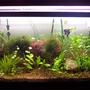 planted tank (mostly live plants and fish) - 75 FW Planted Tank. Eheim canister filter. Flourite substrate. 2- 4ft VHO bulbs.
