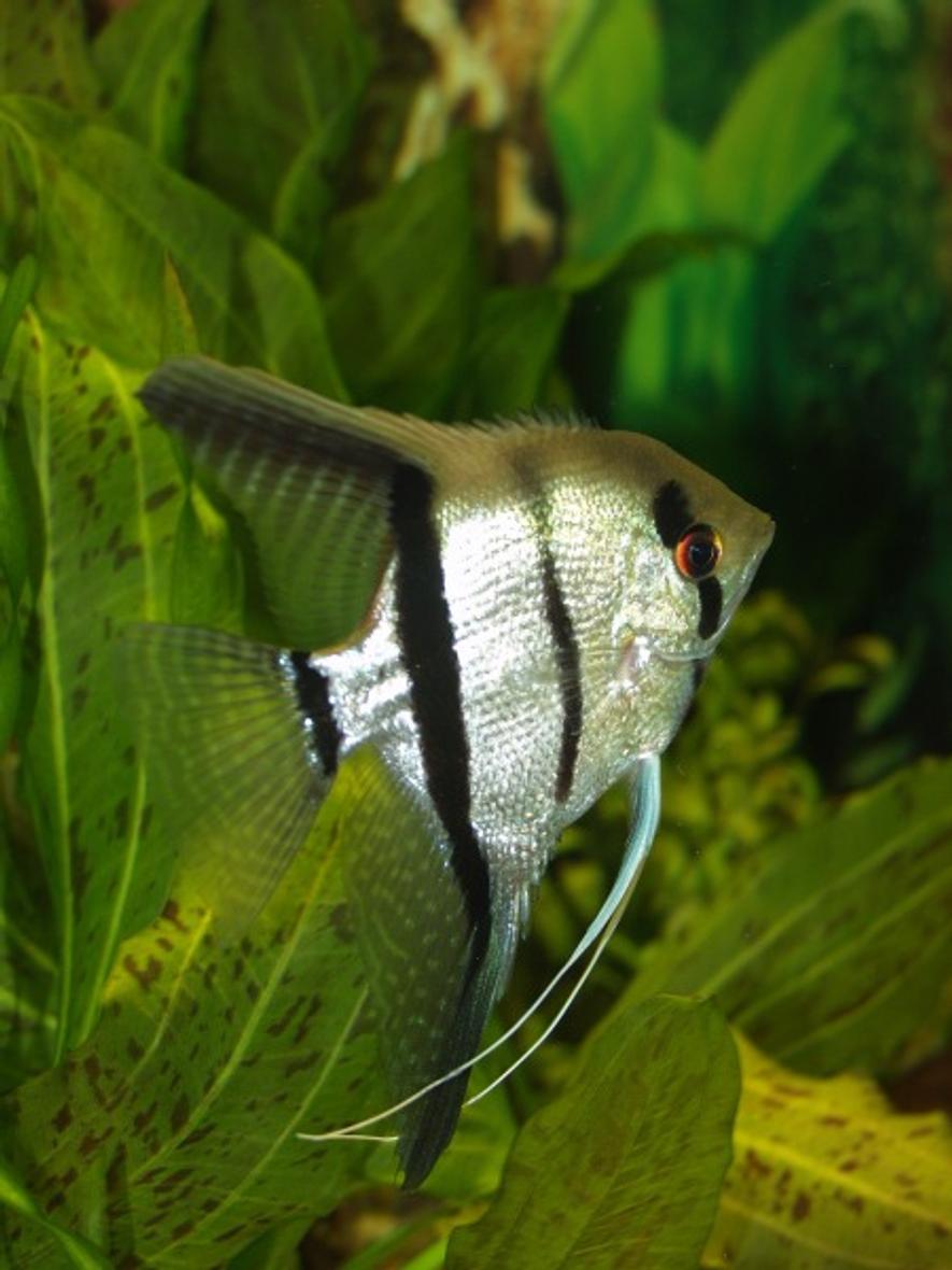 freshwater fish - pterophyllum sp. - silver zebra angel
