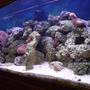 reef tank (mostly live coral and fish) - A 75g all DIY