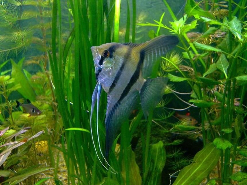 Rated #1264: Freshwater Fish - Altum Angel- True Wild Strain - Pterophyllum Altum