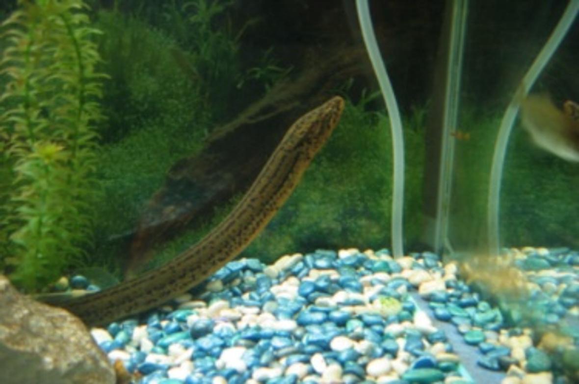 freshwater fish - erpetoichthys calabaricus - rope fish