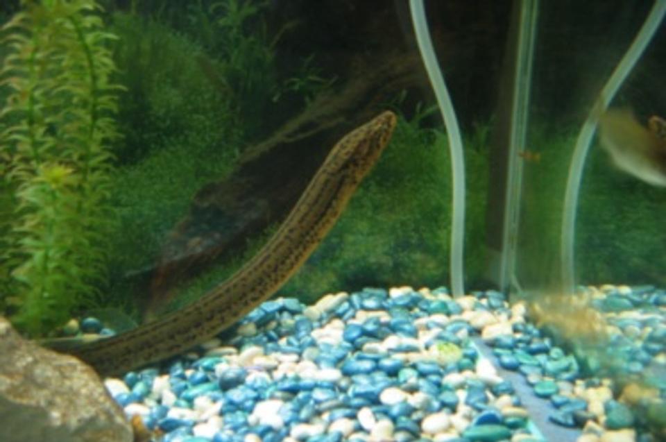 freshwater fish - erpetoichthys calabaricus - rope fish