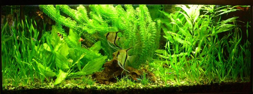 Rated #377: Planted Tank