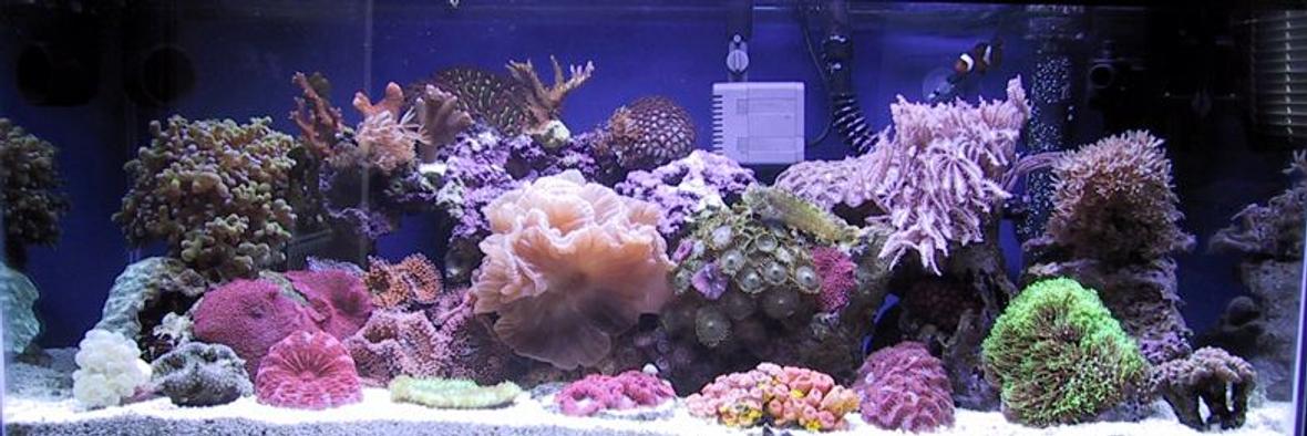 reef tank (mostly live coral and fish) - My 20 gallon long saltwater tank.