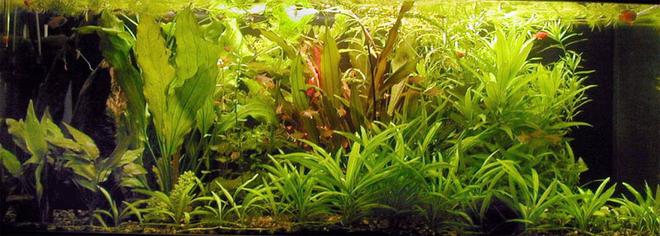 planted tank (mostly live plants and fish)