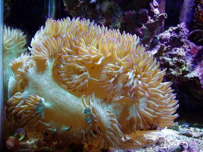 corals inverts - catalaphyllia jardinei - elegance coral