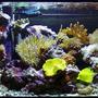 reef tank (mostly live coral and fish)