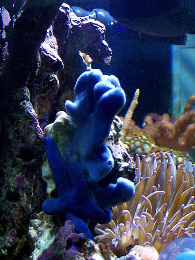 corals inverts - zoanthus sp. - atomic green zoanthids