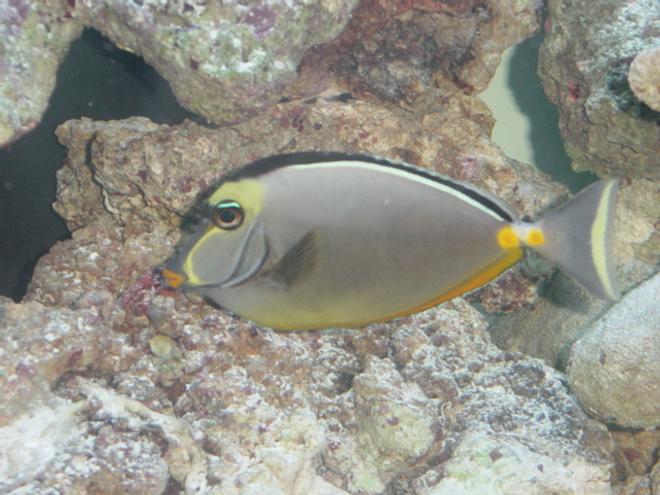 saltwater fish - naso lituratus - naso tang