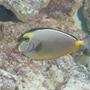 saltwater fish - naso lituratus - naso tang