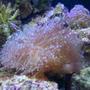 corals inverts - euphyllia glabrescens - torch coral - 55 gal reef tank