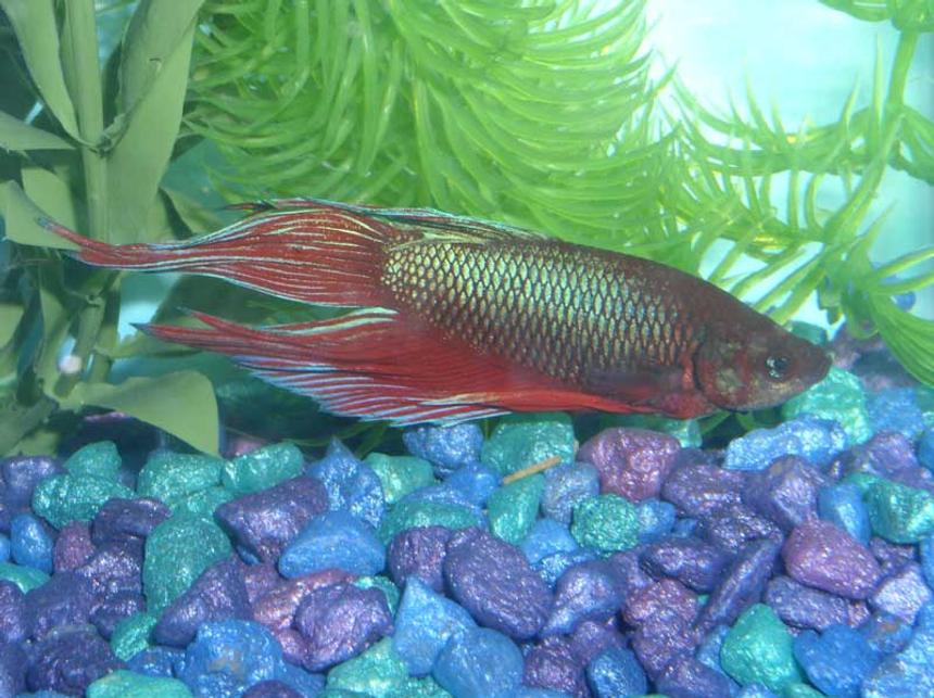 Rated #2138: Freshwater Fish - Betta Splendens - Betta - Male