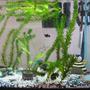 freshwater fish tank (mostly fish and non-living decorations) - 20 Gal, Anacharis, 4 Rosboras, 3 neon tetras, 2 red clawed crabs, 2 bala sharks, 3 ballon mollies
