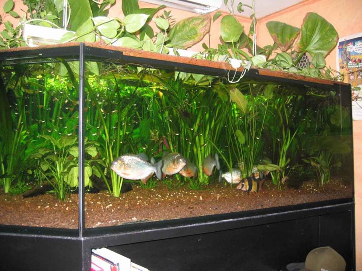 380 gallons planted tank (mostly live plants and fish) - A 400 gallons/1500 l (200*130cm) tank with 10 Piranhas and other fish.