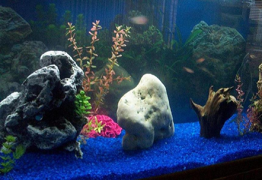 Rated #3472: Freshwater Fish Tank