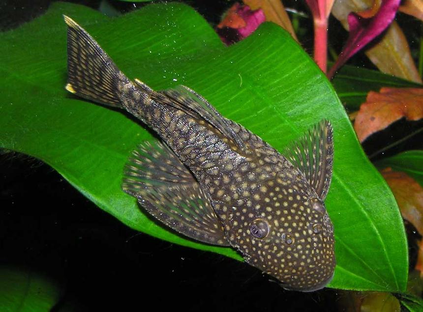 Rated #721: Freshwater Fish - Isorineloricaria Spinosissima - Zucchini Catfish