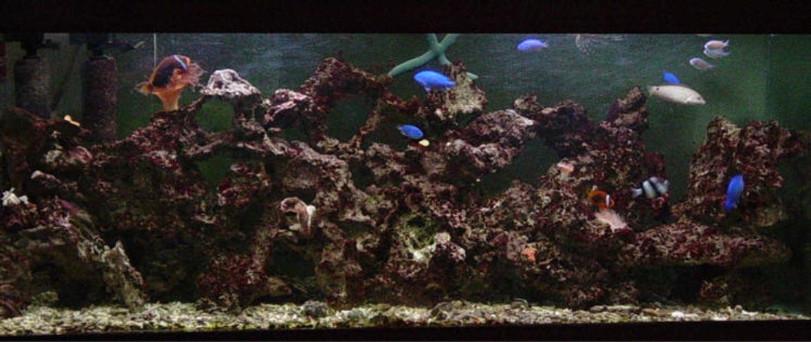 reef tank (mostly live coral and fish) - 100 Gal salt water tank.