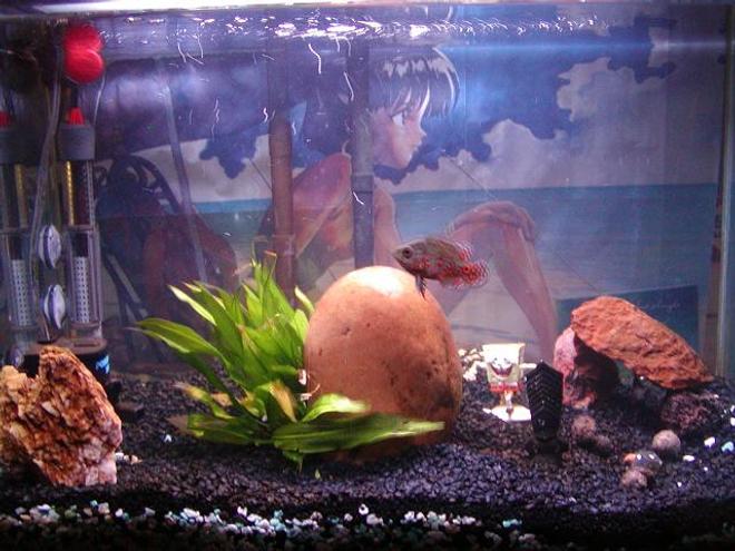 freshwater fish tank (mostly fish and non-living decorations) - 1 fresh water plant, 2 oscars, 2 layers of substrate, one hot ass background