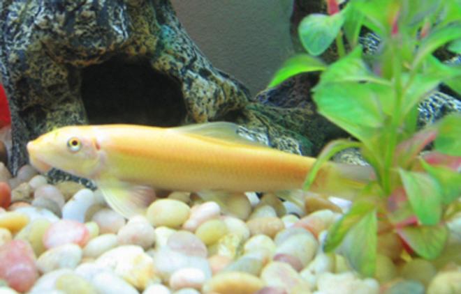 freshwater fish - gyrinocheilos aymonieri - gold algae eater - I have a 55 Gallon Freshwater Tank... I have 1 Neon Tetra (19 died), 3 Black Skirt Tetras, 3 Gold Algae Eaters, 1 Gold Snail, and 1 Blue Gourami... I'll be tossing in a Piranha soon... just kiddin!