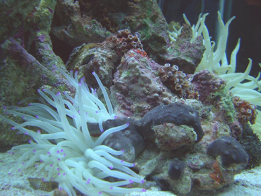 Rated #368: Corals Inverts - Condylactis Gigantea - Condy Anemone - I''ve been doing salt water tanks for about 15 years.. After a 5 year hiatus due to moving, I have started my new tank.. it's a 90 gallon hex with high output flouresent lighting, undergravel and wet/dry filtration., and protien skimmer.Currently the tank has Florida gulf aquacultured liverock, turbo snails, small hermit crabs, a small black sea cucumber, and 3 peppermint shrimp. I'm building the reef slowly to ensure it's stable and I intend to add a few small reef fish and corals as time goes by.