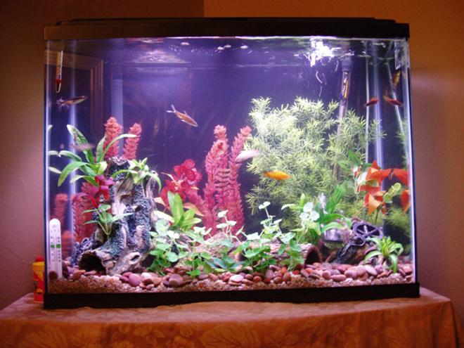 freshwater fish tank (mostly fish and non-living decorations) - 37 Gallon Tank. Inhabitants: Guppies, Platys, Swords and cats.