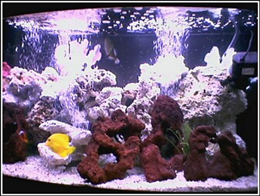 Rated #198: Saltwater Fish Tank - 46 GALLON  BOW FRONT WITH SIX FISH.TANG,  TRIGGER, CLOWN, AND DAMSELS. A FEW LAVA ROCKS AND SOME DEAD CORAL...