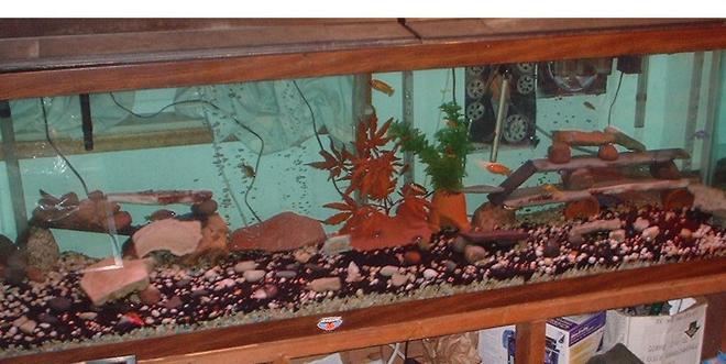 freshwater fish tank (mostly fish and non-living decorations) - 150 gallon Cichlid tank