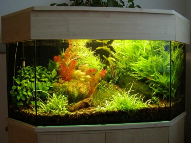 planted tank (mostly live plants and fish) - Plants:Anubias barteri var. nana, Bacopa moniera, Blyxa japonica, Cabomba piauhyensis, Didiplis diandra, Egeria densa, Heteranthera zosterifolia, Hygrophila guyanensi + siamensis, Limnophila sesiliflora, Microsorium pteropus var. Windelov, Myriophyllum matogrossense, Rotala rotundifolia, Sagittaria subulata, Vesicularia dubyana