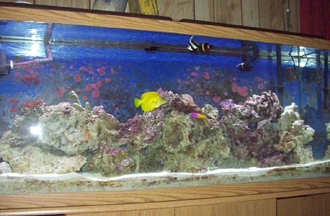 reef tank (mostly live coral and fish) - Basically FOWLR, althouth I do have a few polyps and mushrooms.