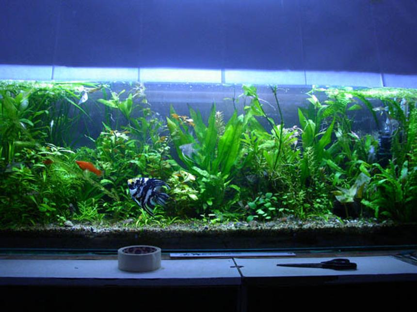 Rated #362: Planted Tank