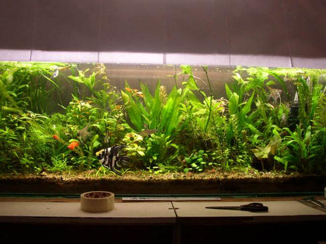 planted tank (mostly live plants and fish)