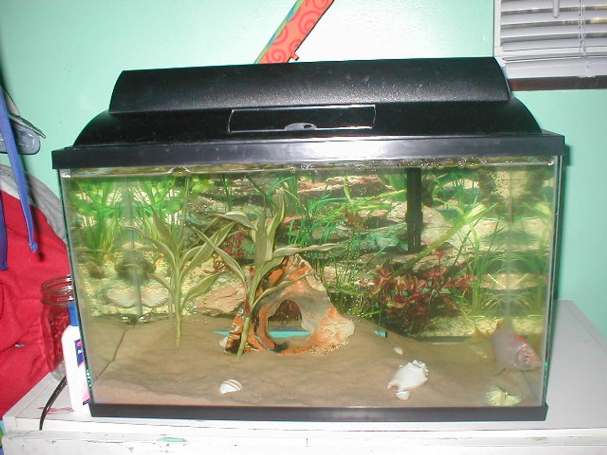 freshwater fish tank (mostly fish and non-living decorations)