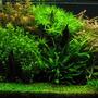 planted tank (mostly live plants and fish) - Tank Specifications :: Dimensions: 48"x16"x18" Volume: 66 gallon / 250L Substrate: 1-3mm gravel Lighting: 5x40W NO fluorescent, 11hrs Filteration: fluval 304 & Magnum 250 Flora :: plant list: 1# Glossotigma 2# Sagittaria pusilla 3# Ludwigia repens 4# Microsorum Pteropus 5# Hygrophila polysperma 'Sunset' 6# Micranthemum micranthemoides 7# Vallisneria Americana 8# Rotala Indica 9# Heteranthera zosteraefolia Fauna :: 2x Blue Ram - Microgeophagus ramirezi 2x Angelfish - Pterophyllum scalare 5x Otto - Otocinclus affinis 5x Pristella - Pristella maxillaris 5x Harlequin - Rasbora heteromorpha 4x SAE - Crossocheilus siamensis 5x Ammano shrimp - Caridina japonica 10X Cardinal - Paracheirodon axelrodi Fertilization :: CO2: 5lbs presiruzed system water column fertilization: Fleet enema, CaNO3, KNO3, K2SO4, seachem flourish & iron substrate fertlization: N/A