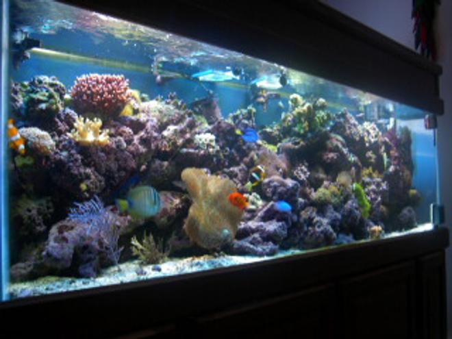 reef tank (mostly live coral and fish) - 125 gallon All Glass Aquarium with matching light oak stand and canopy

3 175 watt Metal Halide 10,000K (UH1-5) Ushio bulbs

Metal Halide Assembly-  (2) 1 single, 1 double
single-(PC) 1 175 watt ballast assmebly: 1.8amp; 1 lamp 216 watt 
double-(PC) 2 175 watt ballast assembly 120 volt; 1.8amp; 1 lamp; 216watt

2 Power Compact CustomSeaLife Bulbs- (2) 96 watt ultra actinic; twin tube; 10Q base(4 pin); 34overall length; 32.5 bulb only

Power Compact Ballast-  CustomSeaLife; 2 lamp; 96 watt ballast asembley; 1.45amp; 175 watt; 120 volt

Input Pump (Skimmer)-  SEN-700GA;  115V/60Hz;  700 gal/h;  13 feet head

Output Pump (Return)-  CustomSeaLife Velocity T3, model #77830;  800gal/hr, 3 foot head

Chiller/UV Pump-  Eheim #1048; 158 gal/h;  120v/60Hz

Skimmer-  E.T.S.S. Evolution 600

UV Sterilizer- Aqua Ultraviolet 25 watt w/ wiper

Chiller-  ViaAqua model#CC-25; 120volt; 2amp; 1/4 hp

Heaters-  (2)  300 watt AquaVia titanium heaters

Powerheads-  (2) powerhead 201
                        (1) powerhead 802
                        (1) powerhead 301
Moonlights- 

Live Rock-  260lbs various types: Caribbean, Tonga, Fiji.

Fish:      
        Red Sea Sailfin Tang
        Pacific Blue Tang
        Big Longnose Butterflyfish
        Bicolor Goatfish
        Flame Angelfish
        Clark Anemonefish
        False Percula Anemonefish (2)
        Maroon Anemonefish   
        Ocellaris Anemonefish (2)
        Blue Damselfish
        Yellowtail Blue Damselfish (2)
        Fire Goby
        
Invertebrates:
        Brittle Star
        Turbo Snails
        Giant Feather Duster
        Red Legged Hermit Crabs
        Blue Legged Hermit Crabs
        Peppermint Shrimp
        Scarlet Cleaner Shrimp (2)
        Sand Sifting Star (3)
        Ricordea Florida
        Ricordea Yuma
        Rhodactis cf. mussoides
        Discosoma carlgreni
        Mushroom Anemone (red variation)
        Long Tentacle Anemone

Coral:
        Branching Flowerpot Coral
        Finger Coral
        Acropora (birdnest)
        Hammer Coral
        Open Brain Coral
        Trumpet Coral
        Feather Gorgonian
        Toadstool Coral
        Finger Leather
        Hydnophora pilosa
        Pipe Organ