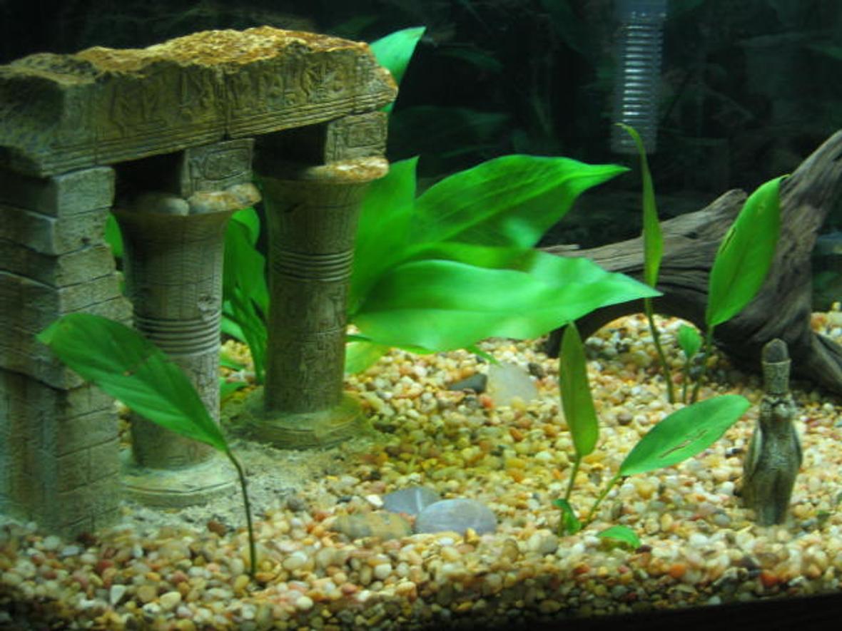 freshwater fish tank (mostly fish and non-living decorations) - My 29 gallon tank. Very simple and easy maintenance. Large fake swordplants and lowlight anubias. Right now, I have 5 black phantom tetras and 1 neon tetra (had some more, but they succumbed to neon tetra disease). More fish coming soon.